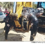 リゾート地に漂着した700kg超の&ldquo;怪物&rdquo;