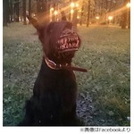 &ldquo;地獄の番犬&rdquo;になれる？口輪、天使のような犬も獰猛な姿に&hellip;。