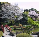 ホテルニューオータニ日本庭園で「桜まつり」