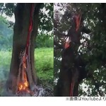 雷に打たれ&ldquo;内側が燃える&rdquo;木、直後に撮影された動画に多くの反響。