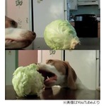 「キャベツ食べたい」必死な犬、愛らしい姿に絶賛の声が相次ぐ。