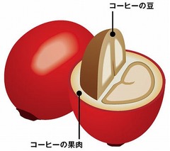 果肉も丸ごと使った缶コーヒー、若年層向けに本来の“うまみ”追求。