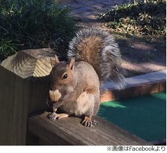 かわいすぎる“毎日小さいアイス食べるリス”