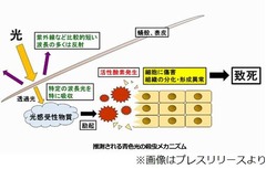 青色光を当てると昆虫が死ぬ、新たな害虫防除装置の開発に期待も。