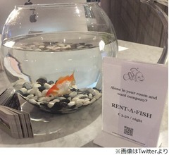 寂しい宿泊客に“金魚”貸し出し