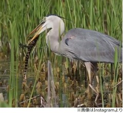 鳥がワニ食べる衝撃シーン