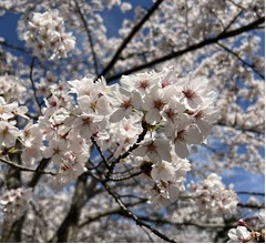 千原ジュニア「桜の開花は…600度」、檜山沙耶「すごい、そこまでご存知なんですか？」