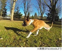 前脚2本で元気に走り回る子犬、生まれつきの障がいで“重い決断”。