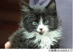 九死に一生得た猫“ラッキー”、車のエンジンルーム入り込み6キロ走行。