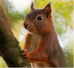 次々と人を襲う“凶暴リス”が現れた、数人を病院送り「あのリスに殺されかけました」