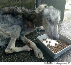 保護した瀕死の犬、10か月後に想像しなかった姿に