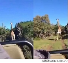 逃げる車に猛然とキリン突進、サファリパークでの恐怖映像が話題に。