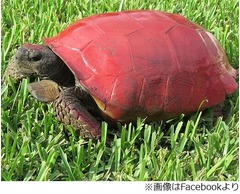 相次ぐ“カメの甲羅にペイント”に強い警告
