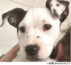 耳に“もう一匹の自分”がいるわんこ