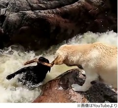 流されそうな仲間を助けたわんこ