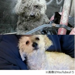 拾われ光取り戻した盲目の犬、保護活動続ける夫婦撮影の動画が話題に。