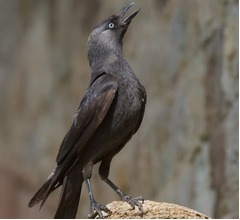 鳥は浮気が原因で“離婚”する、人間と同じだった