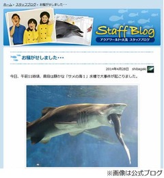 水族館でサメがサメをガブリ、茨城県大洗水族館が“事件”を報告。