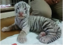 ホワイトタイガーの赤ちゃんがすくすく成長、那須サファリパークで。