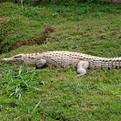 囚人脱獄阻止へ獰猛なワニ配置、インドネシアが“監獄用の島”計画。