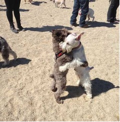 【写真】人間のようにハグする犬が話題、立ち姿や表情に絶賛の声続出。