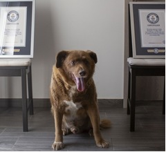 “世界最高齢の犬”ギネス記録取り消しに、誕生日を証明する決定的な証拠なし