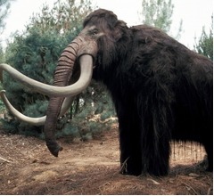 絶滅したケナガマンモス、蘇らせようとしているのは「耐寒性のあるゾウに過ぎない」