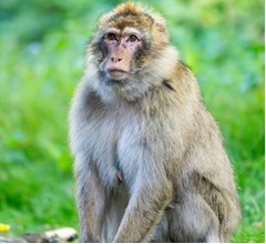 “サル”が原因で全国的な停電に、スリランカ当局に批判の声も「1匹のサル＝大混乱」