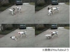 秀逸な犬の“死んだフリ”動画が話題に、体を硬直させパタリと倒れる。
