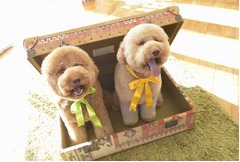 「ZIP!」ジジ&ププ初の写真集、カワイイ撮り下ろしたっぷり100点以上。