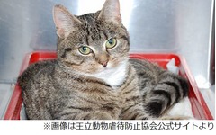 高層階から転落も猫助かった、骨折なく歯が折れたのみで元気に回復。