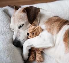 犬は夜中に目を覚まして思い悩む? “不快な出来事”でストレスホルモン分泌の可能性