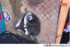 排水溝から抜けないアライグマ、蓋の隙間に頭突っ込んで動けず…。