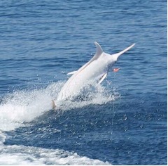 【写真】全身“真っ白”な珍しいカジキ、コスタリカ沖で激写される。