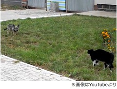 1分超える緊迫の犬猫睨み合い、じわりと距離を詰めた2匹の決着の行方は？