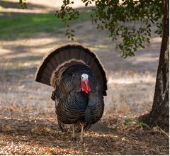 “クリスマス用の七面鳥”に史上初の鳥インフルエンザワクチン接種