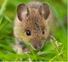 “自閉症に効果的な栄養素”判明か、日常的に摂取できるモノの組み合わせで