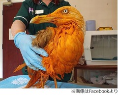 全身カレーまみれのカモメ救出、動物病院職員「いい香りの患者だった」。