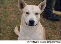 逃走容疑者の愛犬が“裏切り”、警察に隠れ場所教えて尻尾フリフリ。