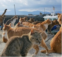 人口6人“猫島”青島で猫172頭に不妊・去勢手術