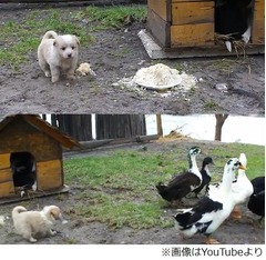子犬vs.アヒルのエサを巡る戦い、微笑ましい“攻防戦”シーンが話題に。
