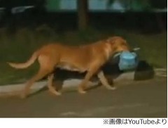 仲間の動物たちにエサ運ぶ犬、毎晩“待ち合わせ”する女性から受け取る。