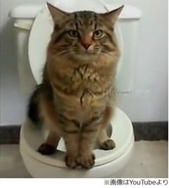 人間のようにトイレを使うネコ「そのうち流すように」「旦那は猫並み」。