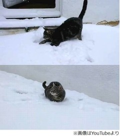 初めて雪に触れた猫が大興奮、無邪気に庭を駆け回る動画が大ヒット。