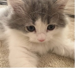 愛猫にメロメロ高橋克典“にゃん語”が止まらない「にゃんてかわいい」「うーにゃわいい」