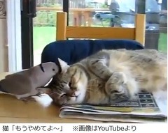猫vs.ハトのかわいいバトル、昼寝する猫の周りでハトが「クルックー！」。
