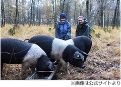 森へ逃げた豚3頭が太って戻る、おいしいどんぐり食べて大きさ2倍に。