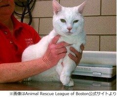 19階の部屋から猫落下も軽傷、飼い主は「8つの命を犠牲に生き残った」。