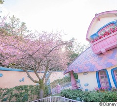 東京ディズニーリゾートの桜が開花