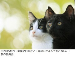人気マンガ「猫よん。」実写化、チンとクロが“歌手”デビューも。